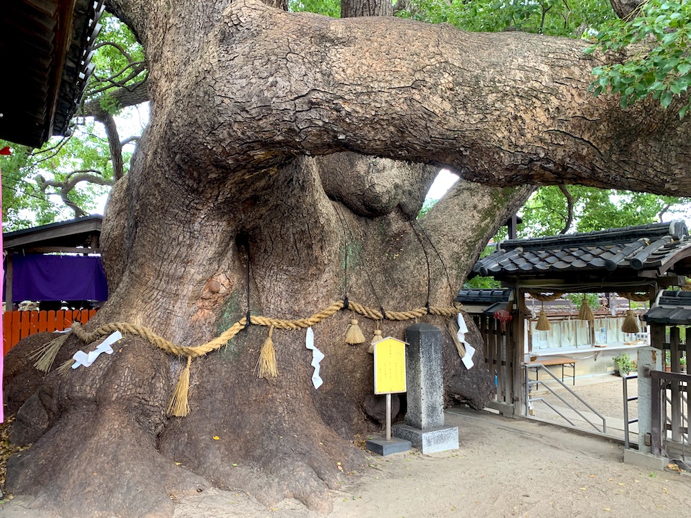 Sacred tree