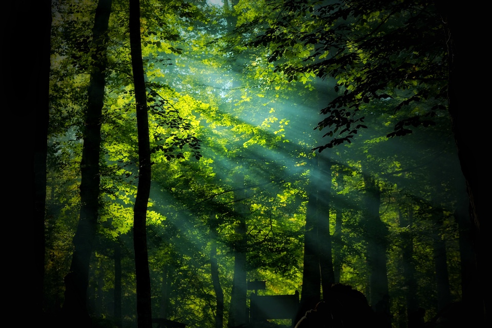 A forest where the gods dwell